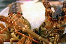 lobster sashimi